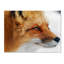 Art mural sur toile tendue - «Red Fox» d'Alain Turgeon pour décoration de salon, de chambre à coucher ou de bureau - 35 x 47-22374579