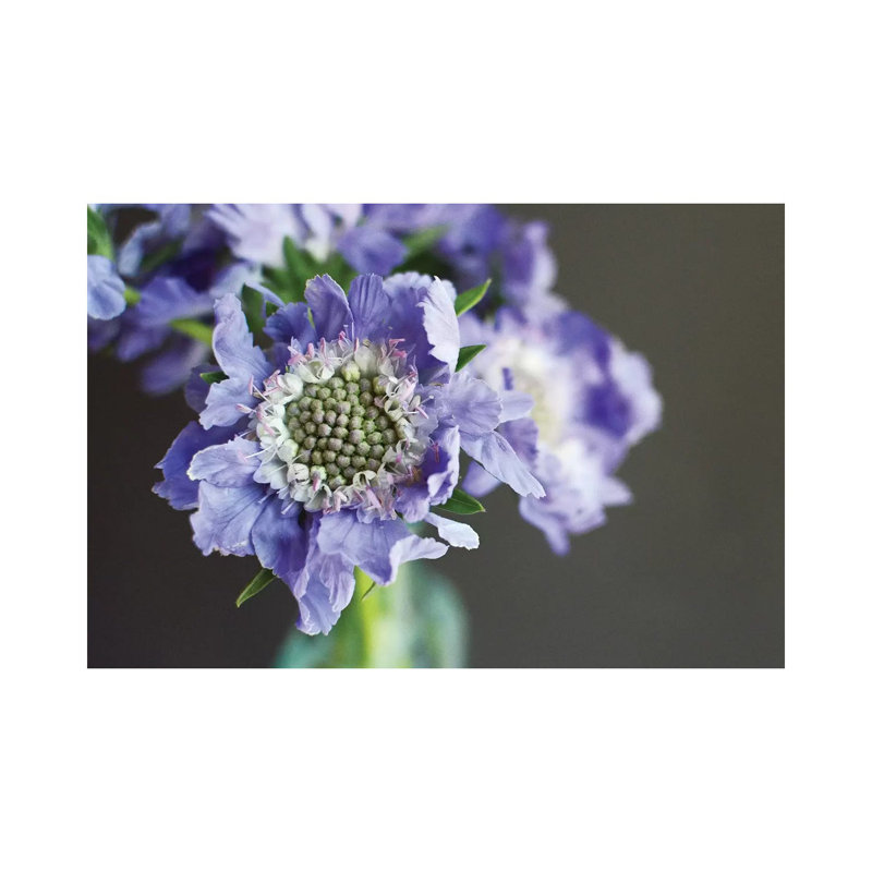Purple Scabiosa by Lupen Grainne - Wrapped Canvas Print, 66.04 cm H x 45.72 cm W x 1.91 cm D