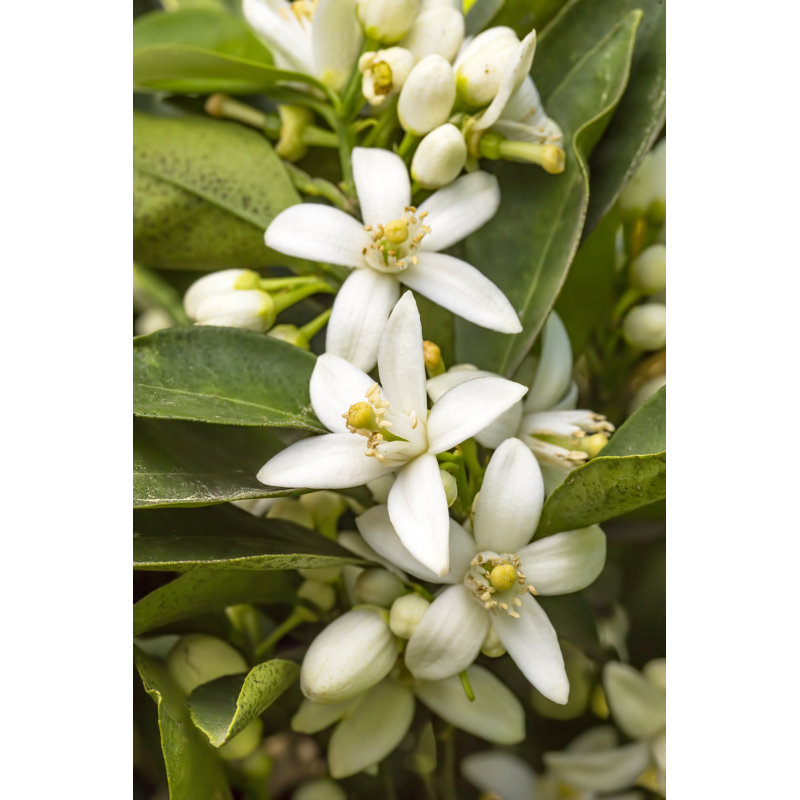 Blossoming Orange Tree 1 Piece Wrapped Canvas Wall Art, 122cm H x 81cm W
