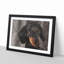Portrait of a Dachshund Dog - Picture Frame Painting Print on MDF-56758384-56758383