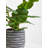 45cm Faux Ficus Tree in Ceramic Pot