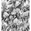 Hydrangea Garden-186166176-186166188