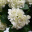 Faux Plant in Pot Liner-93266720-93266721
