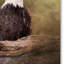 «Mates Bald Eagle pair», reproduction de photo sur toile tendue Vidur-22070745