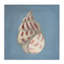Toile de coquillages doux, conception de Julia Purinton-1785756339
