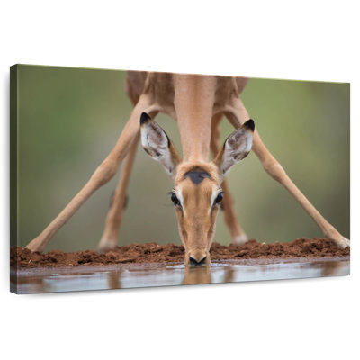 Brampt Drinking Deer