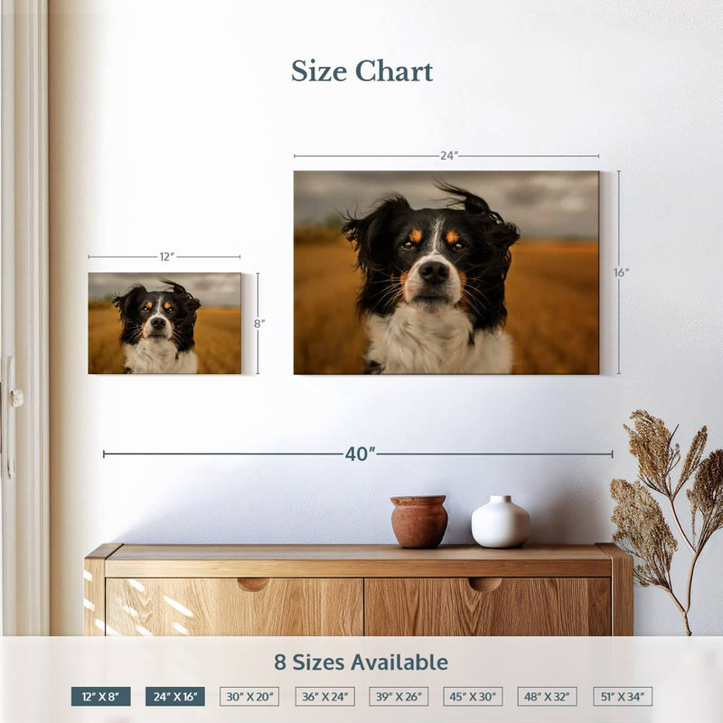 Brampt Expressive Border Collie, 16" H x 24" W