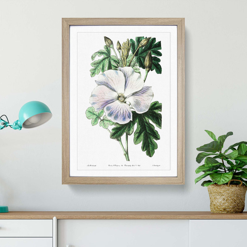 White Hibiscus Flower - Framed Print, 36cm H x 27cm W x 2cm D, Oak Framed
