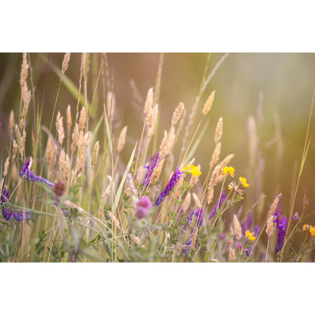 Leinwandbild Wild Flowers-Stock