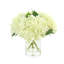 White Hydrangea in Glass Vase