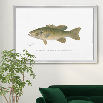 " Small Mouthed Black Bass "