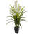 Orchids Arrangement in Planter-179369216