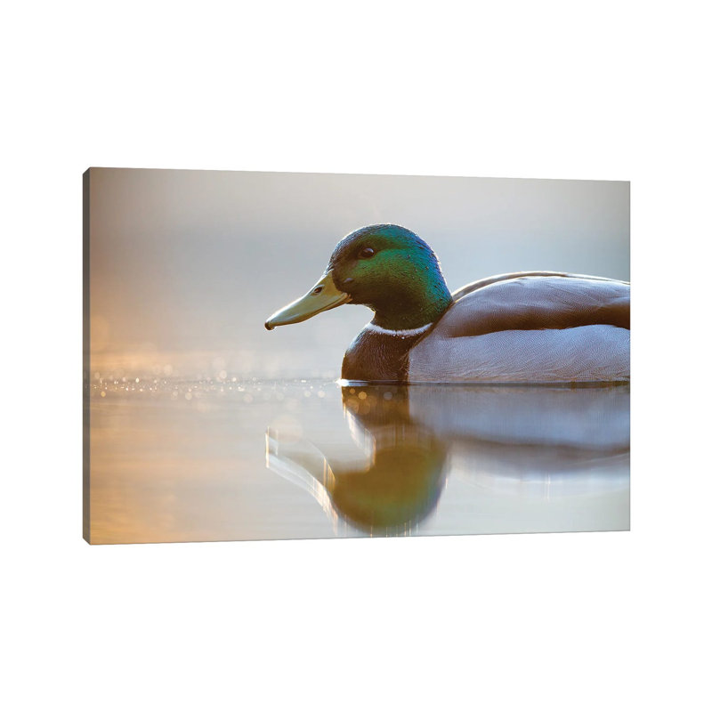 Mallard 1 Piece Wrapped Canvas Wall Art, 20.32 cm H x 30.48 cm W