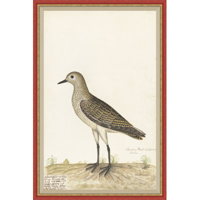 18e siècle, oiseau Re-Strikes douzième - peinture à cadre unique