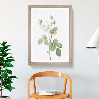 White Moss Rose by Pierre-Joseph Redoute - Framed Print