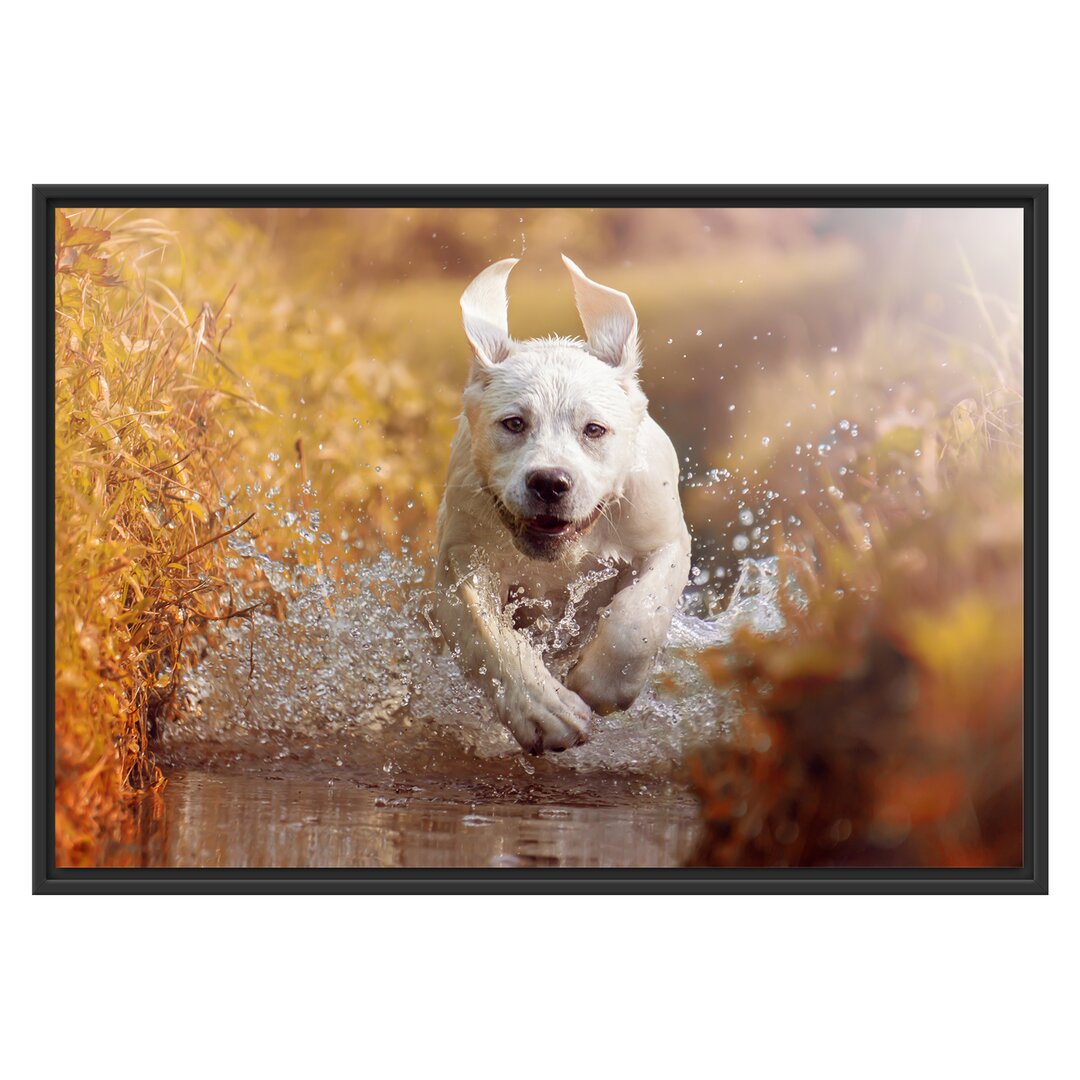 Gerahmtes Poster Labrador Puppy in Water