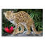 «Margay» par Tim Jeffs, art mural acrylique, 16 po x 12 po