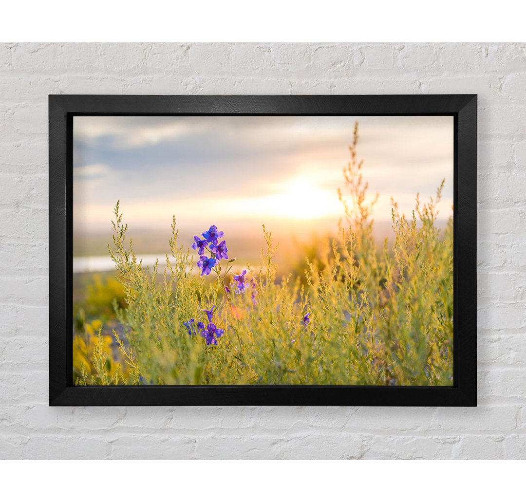 Gerahmter Fotodruck Lila Blume im Sonnenlicht hängend