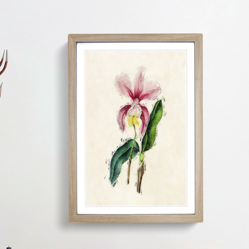 Illustration of a Pink Cattleya Orchid - Picture Frame Painting Print, 36cm H x 27cm W x 2cm D, Oak Framed