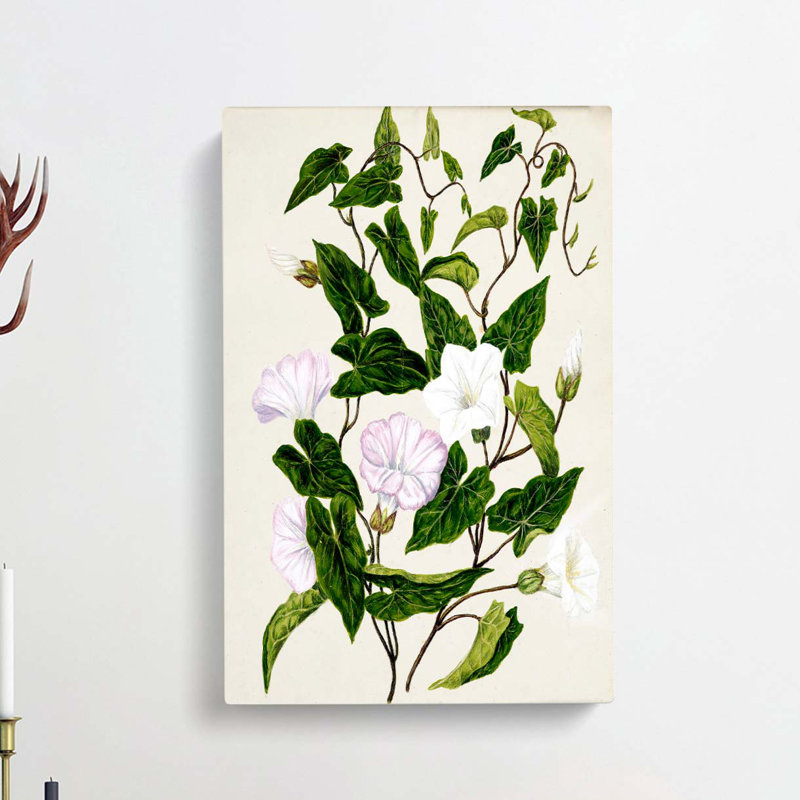 Bindweed Flowers by Sarah Featon - Wrapped Canvas, 50cm H x 35cm W x 3cm D