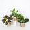 Live Prayer Plant Trio Set In Classic Pots