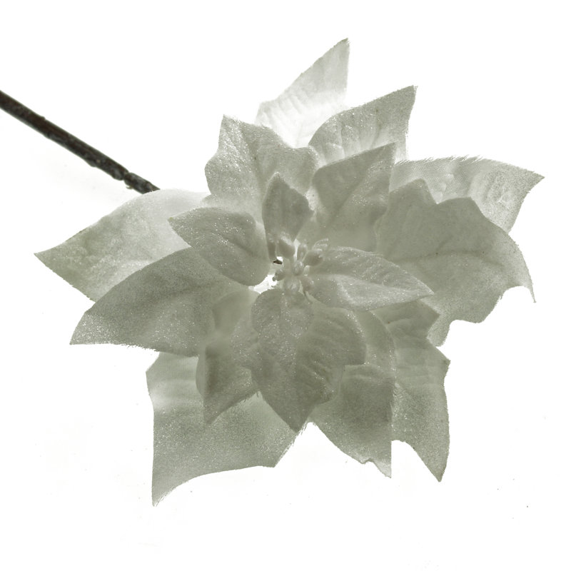 Poinsettia Arrangement, White