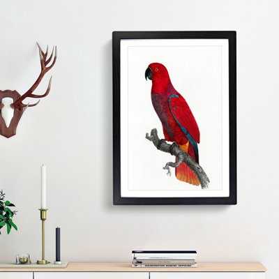 An Eclectus Parrot by F. Levaillant - Single Picture Frame Painting