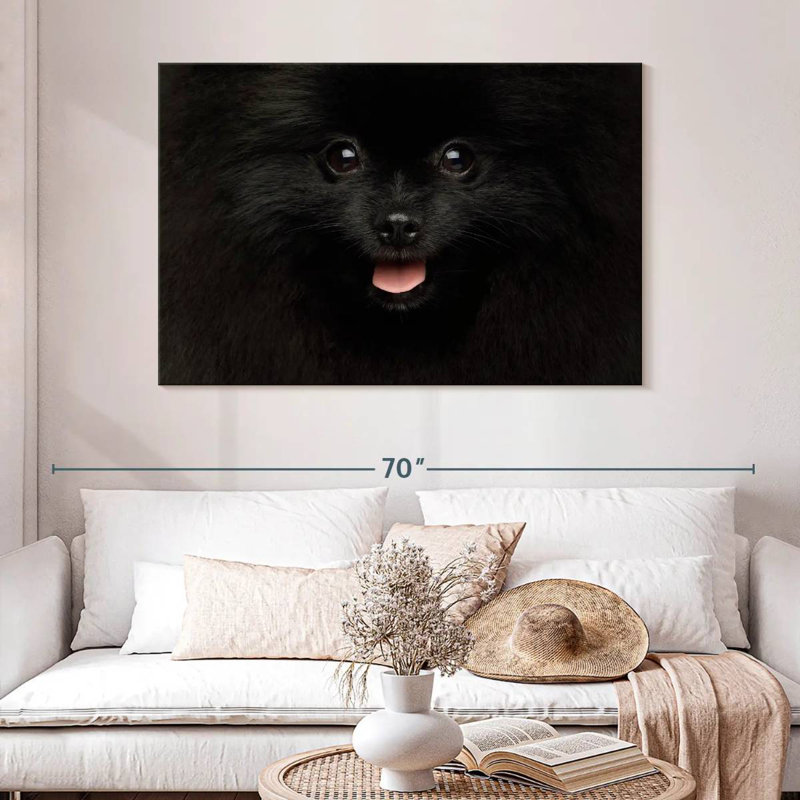Brampt Black Pomeranian Spitz, 24" H x 36" W