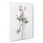 Lily Of The Incas by Pierre-Joseph Redoute - Wrapped Canvas Print-55365011