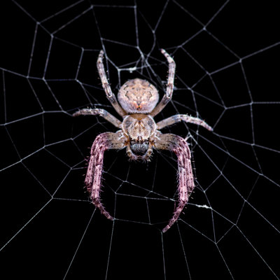 " Scary Spider "