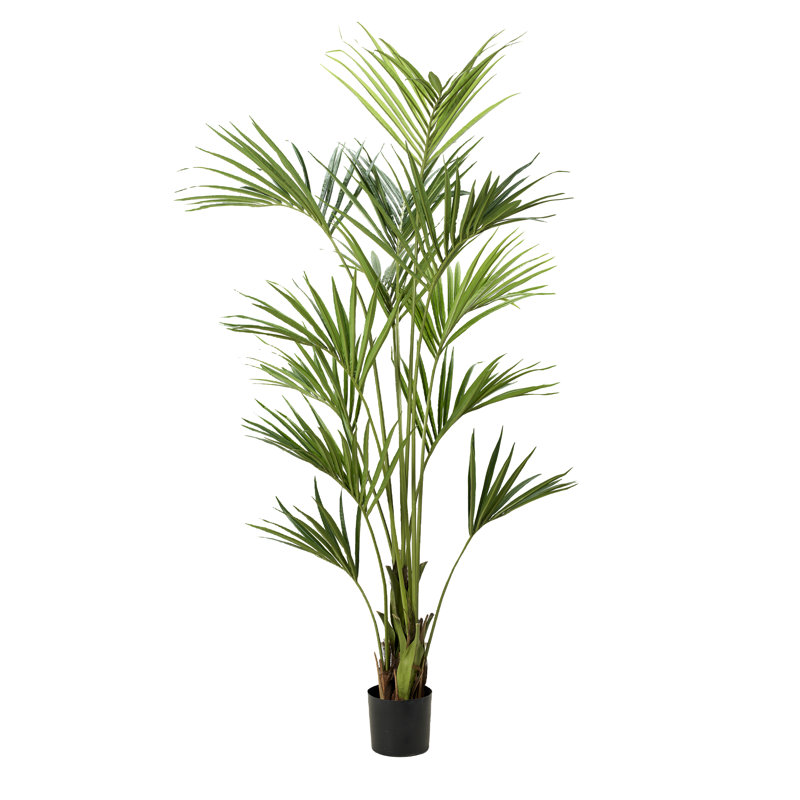 7.5' Kentia Palm in Black Nursery Pot