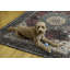Tapis lavable ivoire et bourgogne tissé à la machine-1027020671