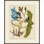 Colorful Sea Kelp 4 Print