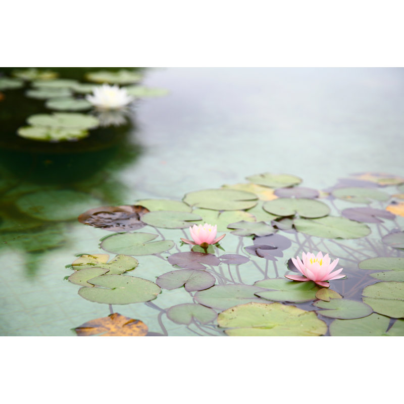 Water Lily by Sucek - No Frame Art Prints on Canvas, 61cm H x 91cm W