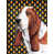 Basset hound 5