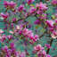 Papier peint floral Fleurs roses, abstrait mural