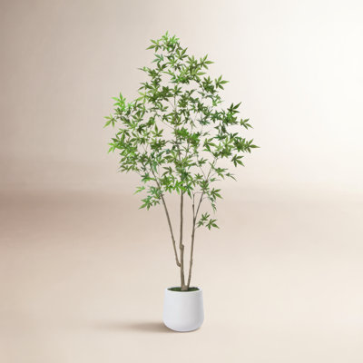 Adcock 72" Maple Tree in Pot