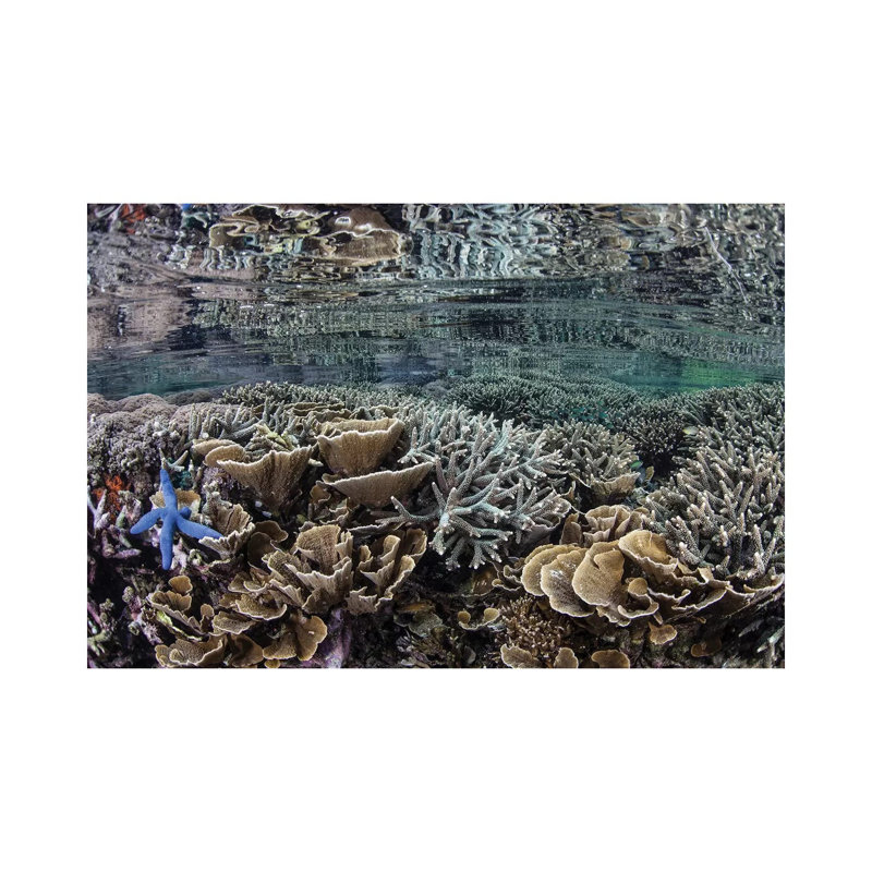 Fragile Corals Grow in Shallow Water in Komodo National Park I by Ethan Daniels - Wrapped Canvas Photograph