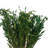 Florida Arrangement-557722496