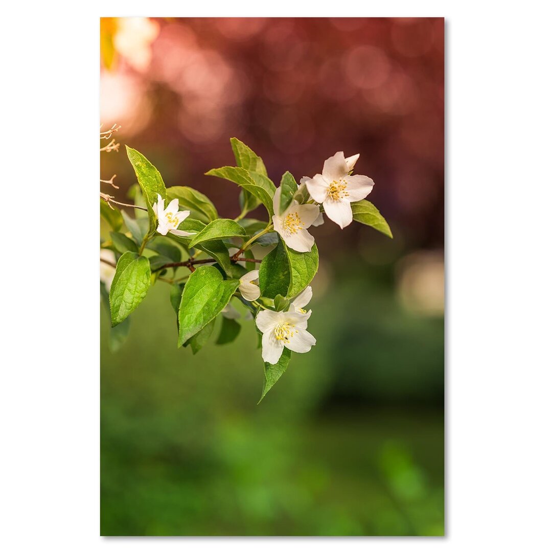 Leinwandbild Jasminblüten