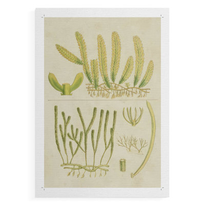 Herbe de mer en V rétro - impression sur toile seulement - non encadrée