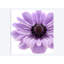 Impression sur toile pâle lilas anemone-32497754-72119635-72119636