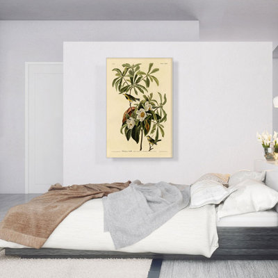 " Bachman Warbler " by James Audubon Painting Print