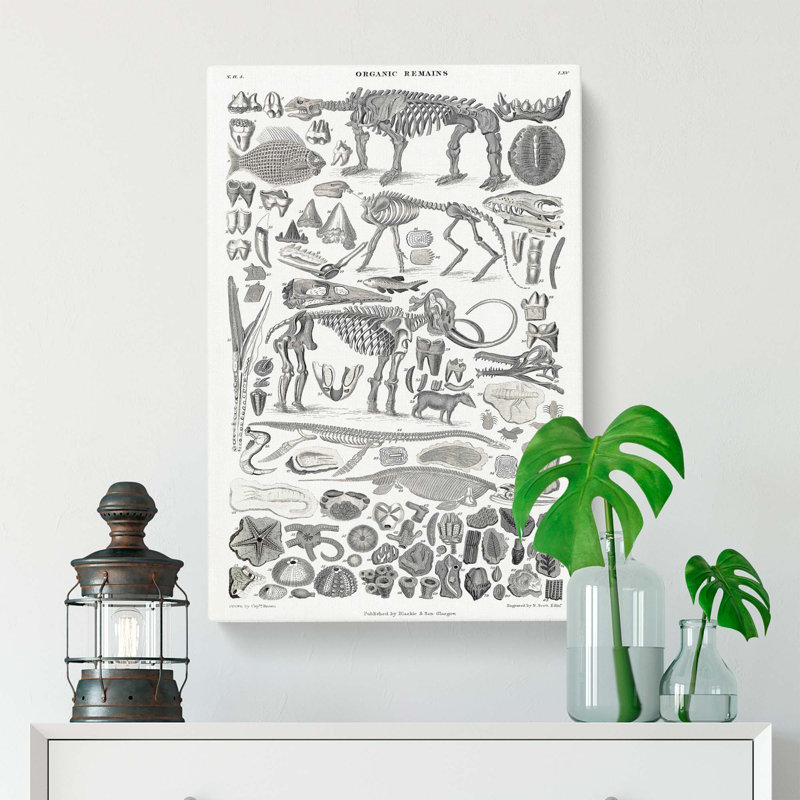Fossils & Skeletons LXV by Oliver Goldsmith - Wrapped Canvas Print, 60cm H x 40cm W x 3cm D