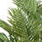 49'' Plant