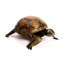 Reginia Tortoise Statue