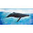 Blue whale Bathroom Aquatic Animals Framed Canvas Decor-119717621