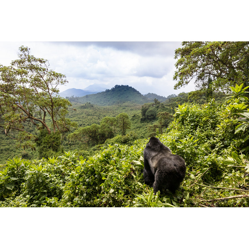 Mountain Gorilla by Dennis Stogsdill - Wrapped Canvas Print, 30cm H x 46cm W x 3.8cm D