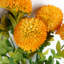 Artificial Arrangement-106401550