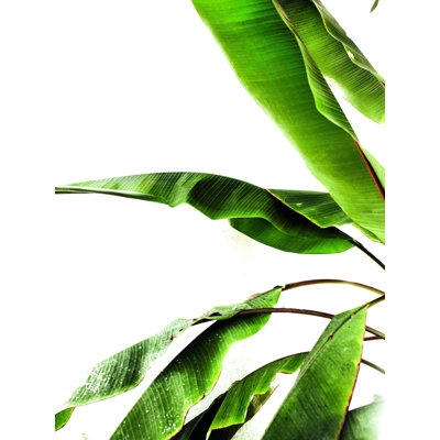 " Banana Leaves "